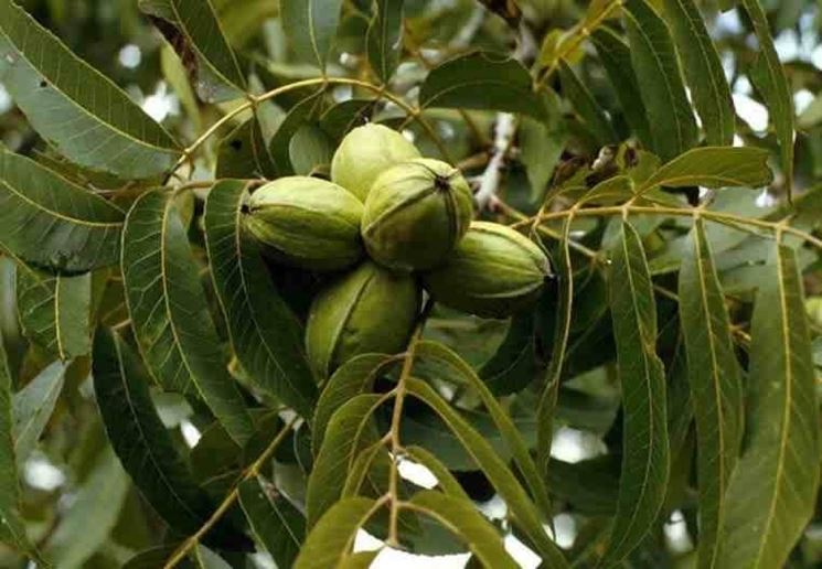 NOCE PECAN (1 PIANTA)