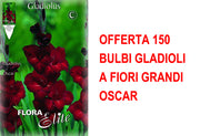 OFFERTA 150 BULBI GLADIOLI A FIORI GRANDI OSCAR