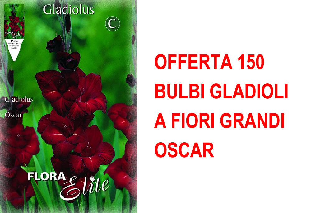 OFFERTA 150 BULBI GLADIOLI A FIORI GRANDI OSCAR