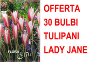 OFFERTA 30 BULBI TULIPANO LADY JANE