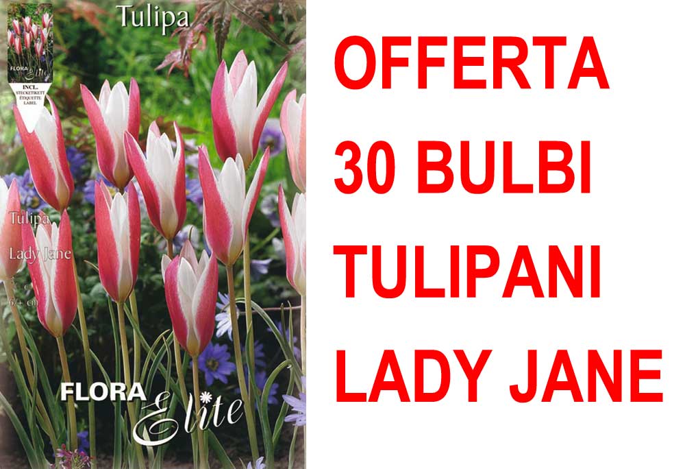 OFFERTA 30 BULBI TULIPANO LADY JANE