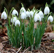 GALANTHUS ELWESII BELUGA BUCANEVE VASO 9CM