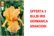 OFFERTA 3 BULBI IRIS GERMANICA ARANCIONI