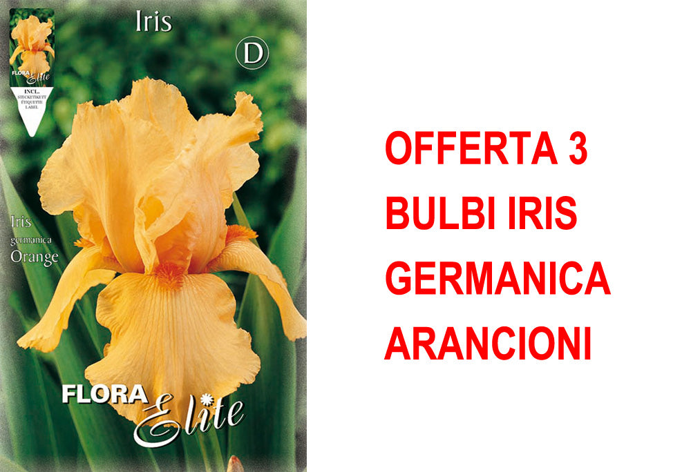 OFFERTA 3 BULBI IRIS GERMANICA ARANCIONI