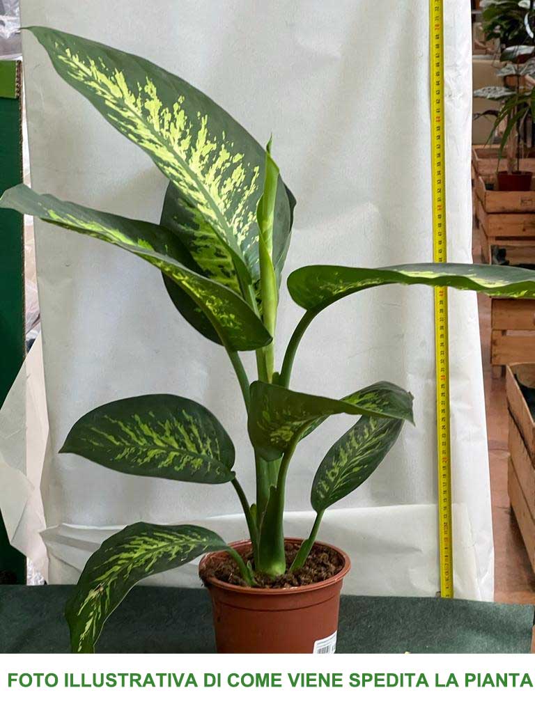 DIEFFENBACHIA TROPIC SNOW VASO 17CM