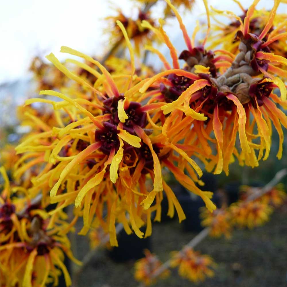HAMAMELIS INTERMEDIA ORANGE BEAUTY ARANCIONE VASO 23CM