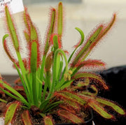 PIANTA CARNIVORA DROSERA VASO 9CM