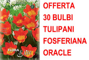 OFFERTA 30 BULBI TULIPANO FOSTERIANA ORACLE
