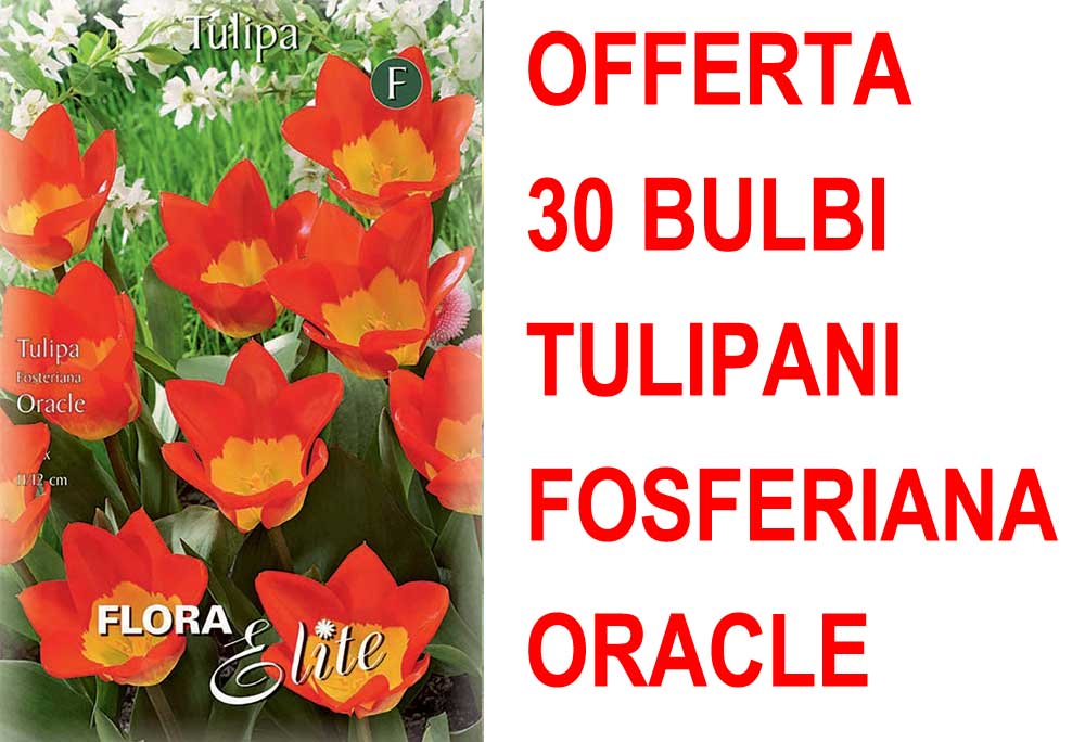 OFFERTA 30 BULBI TULIPANO FOSTERIANA ORACLE