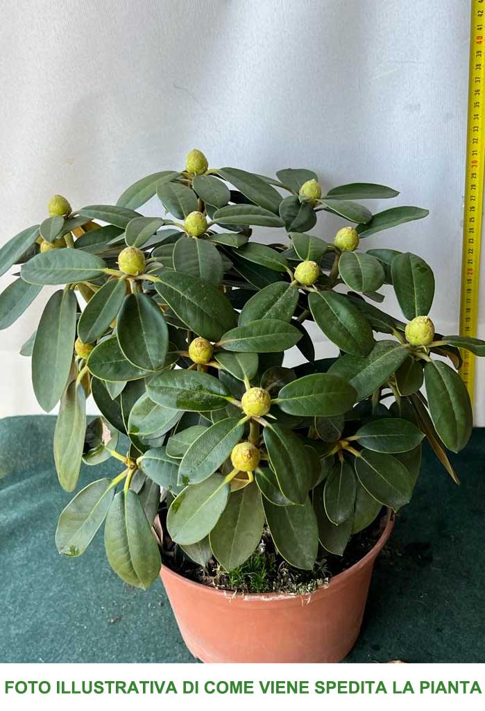 RODODENDRO SCHNEEKRONE VASO 22CM