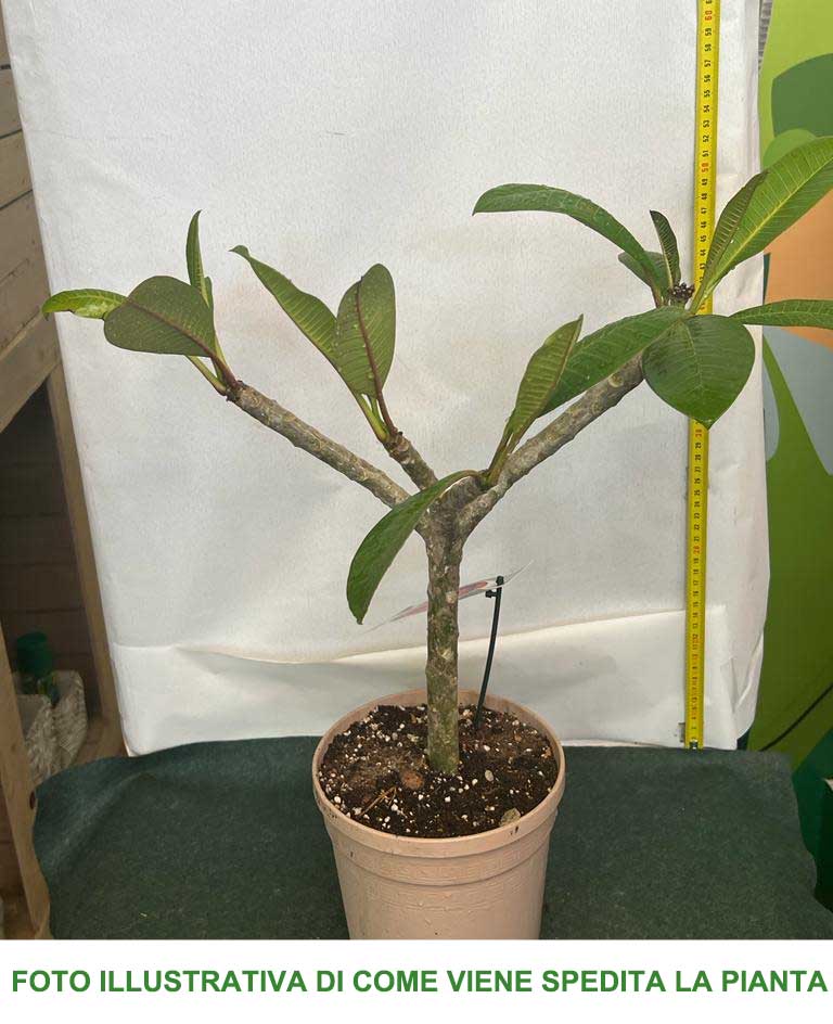 PLUMERIA POMELIA TEMPTATION IN VASO 18CM