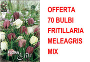 OFFERTA 70 BULBI FRITILLARIA MELEAGRIS MIXED