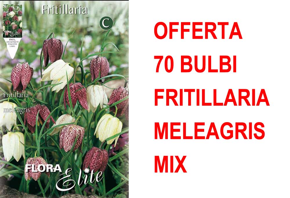 OFFERTA 70 BULBI FRITILLARIA MELEAGRIS MIXED