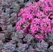 SEDUM SACHALIN VASO 13CM