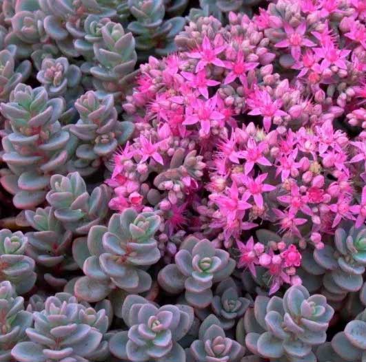 SEDUM SACHALIN VASO 13CM