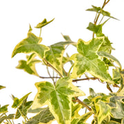EDERA HELIX VARIEGATA VASO 9CM