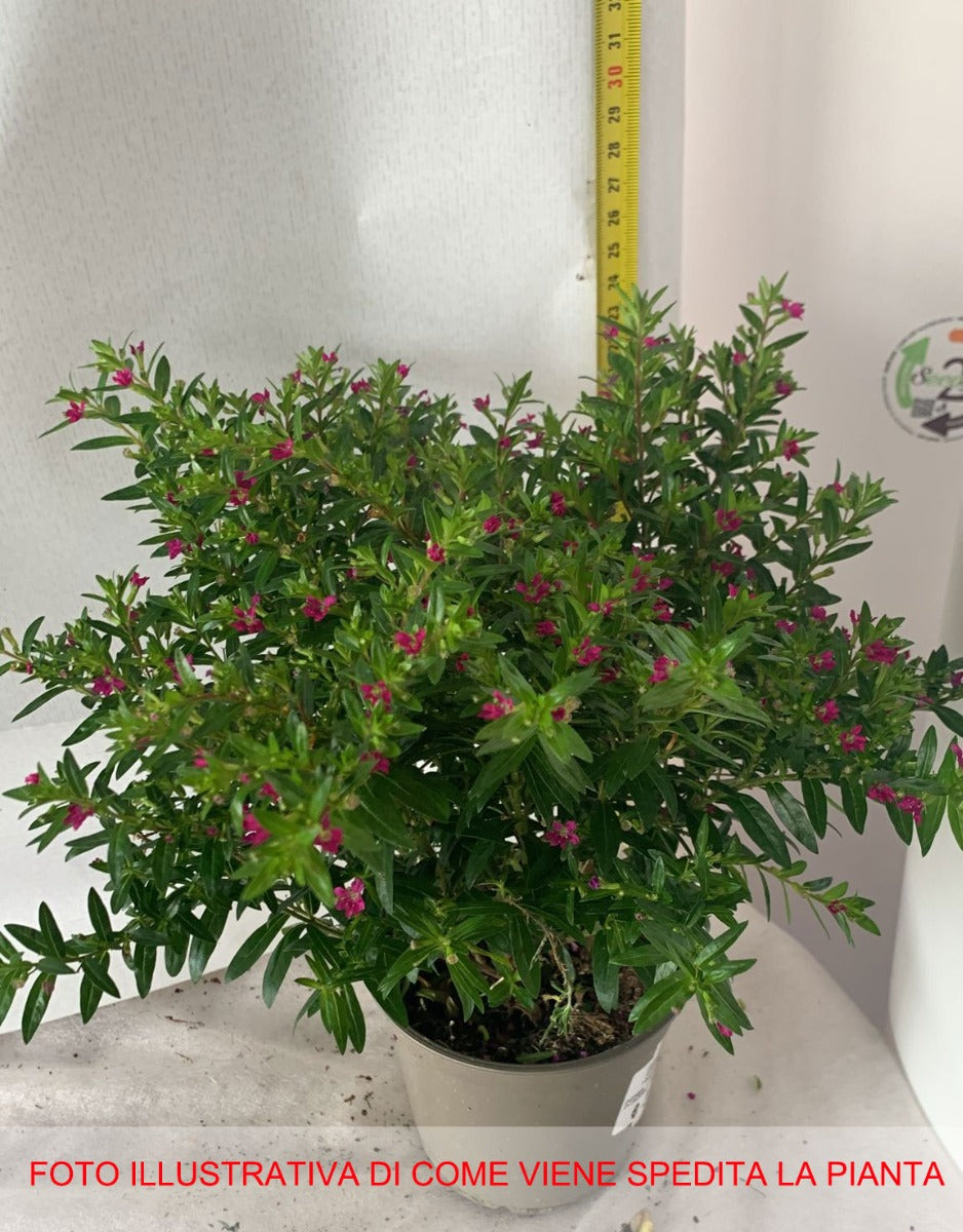 CUPHEA HYSSOPIFOLIA VASO 10.5CM