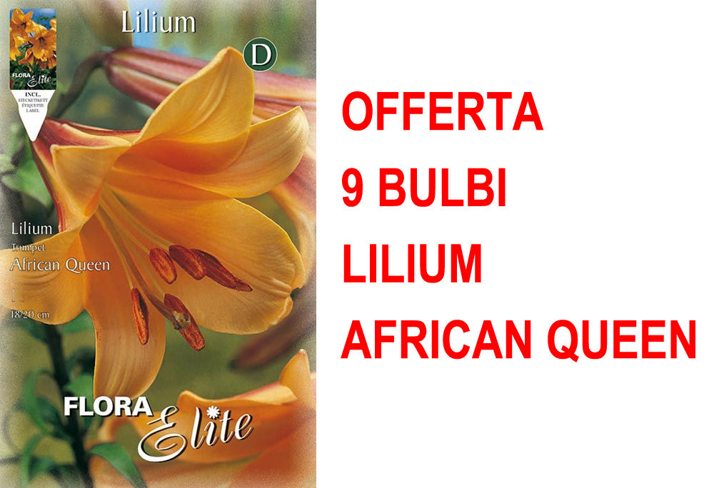 OFFERTA 9 BULBI LILIUM TRUMPET AFRICAN QUEEN