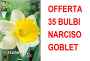 OFFERTA 35 BULBI NARCISO TRUMPET GOBLET