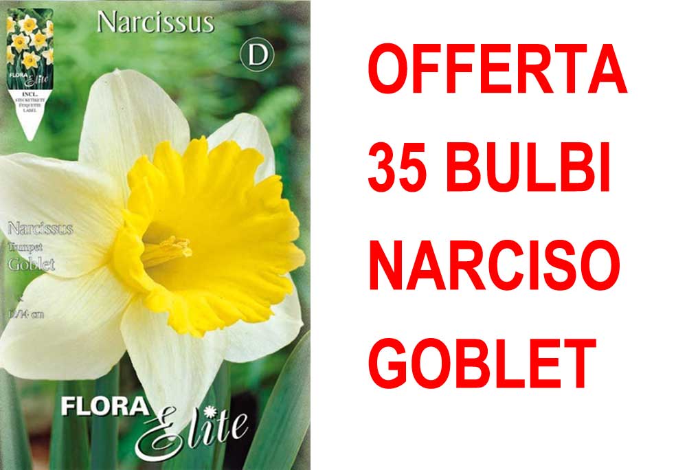 OFFERTA 35 BULBI NARCISO TRUMPET GOBLET