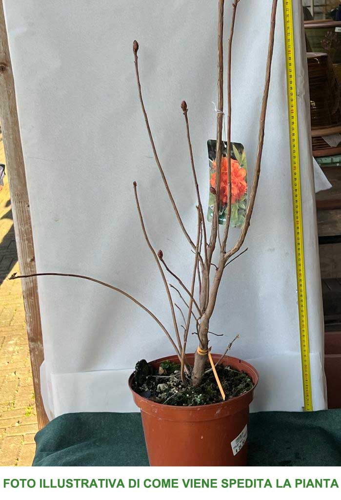 AZALEA GIBRALTAR ARANCIONE VASO 21CM