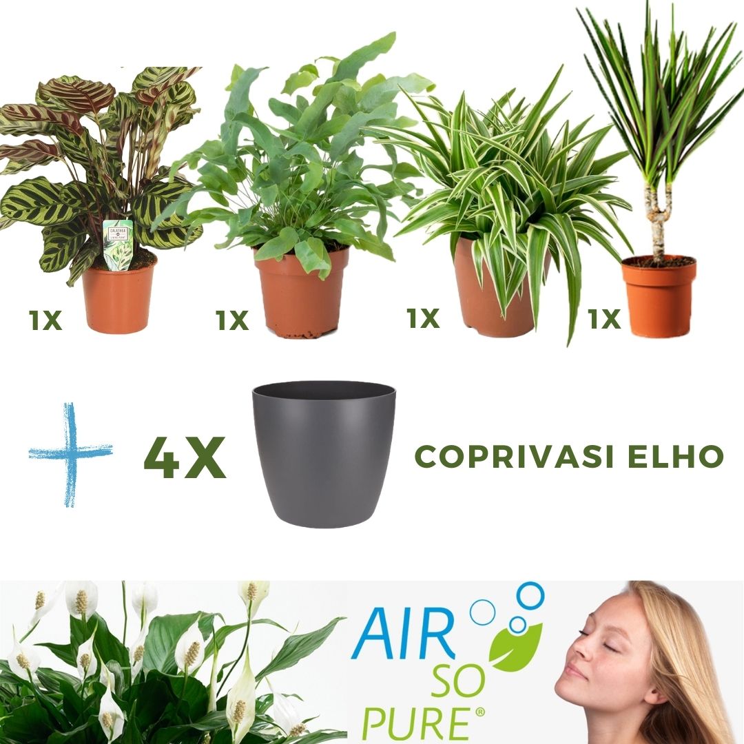 MIX 4 PIANTE PURIFICATRICI DELL'ARIA VASO 12CM + 4 COPRIVASO ANTRACITE