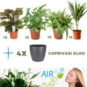 MIX 4 PIANTE PURIFICATRICI DELL'ARIA VASO 12CM + 4 COPRIVASO ANTRACITE