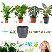 MIX 4 PIANTE PURIFICATRICI DELL'ARIA VASO 14CM + 4 COPRIVASO ANTRACITE