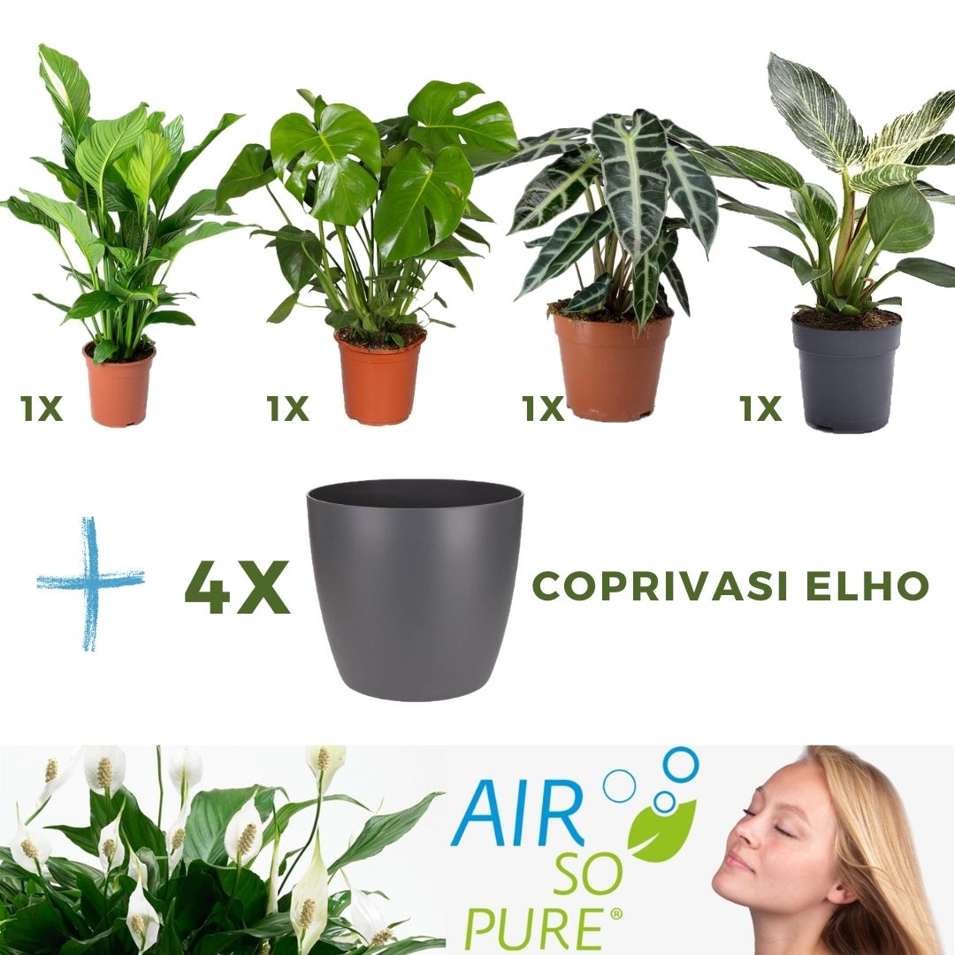 MIX 4 PIANTE PURIFICATRICI DELL'ARIA VASO 14CM + 4 COPRIVASO ANTRACITE