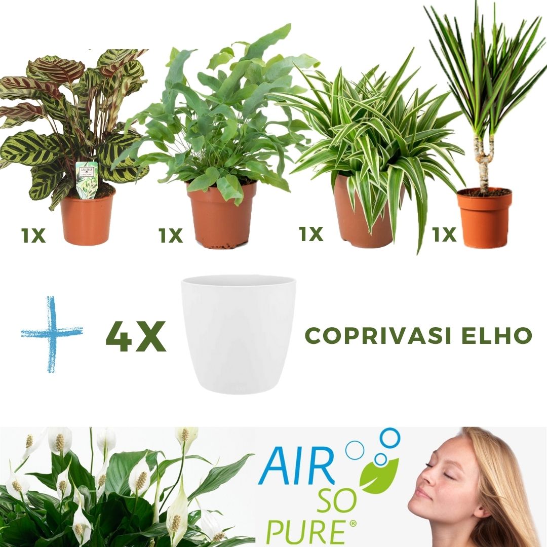 MIX 4 PIANTE PURIFICATRICI DELL'ARIA VASO 12CM + 4 COPRIVASO BIANCHI