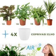MIX 4 PIANTE PURIFICATRICI DELL'ARIA VASO 12CM + 4 COPRIVASO BIANCHI