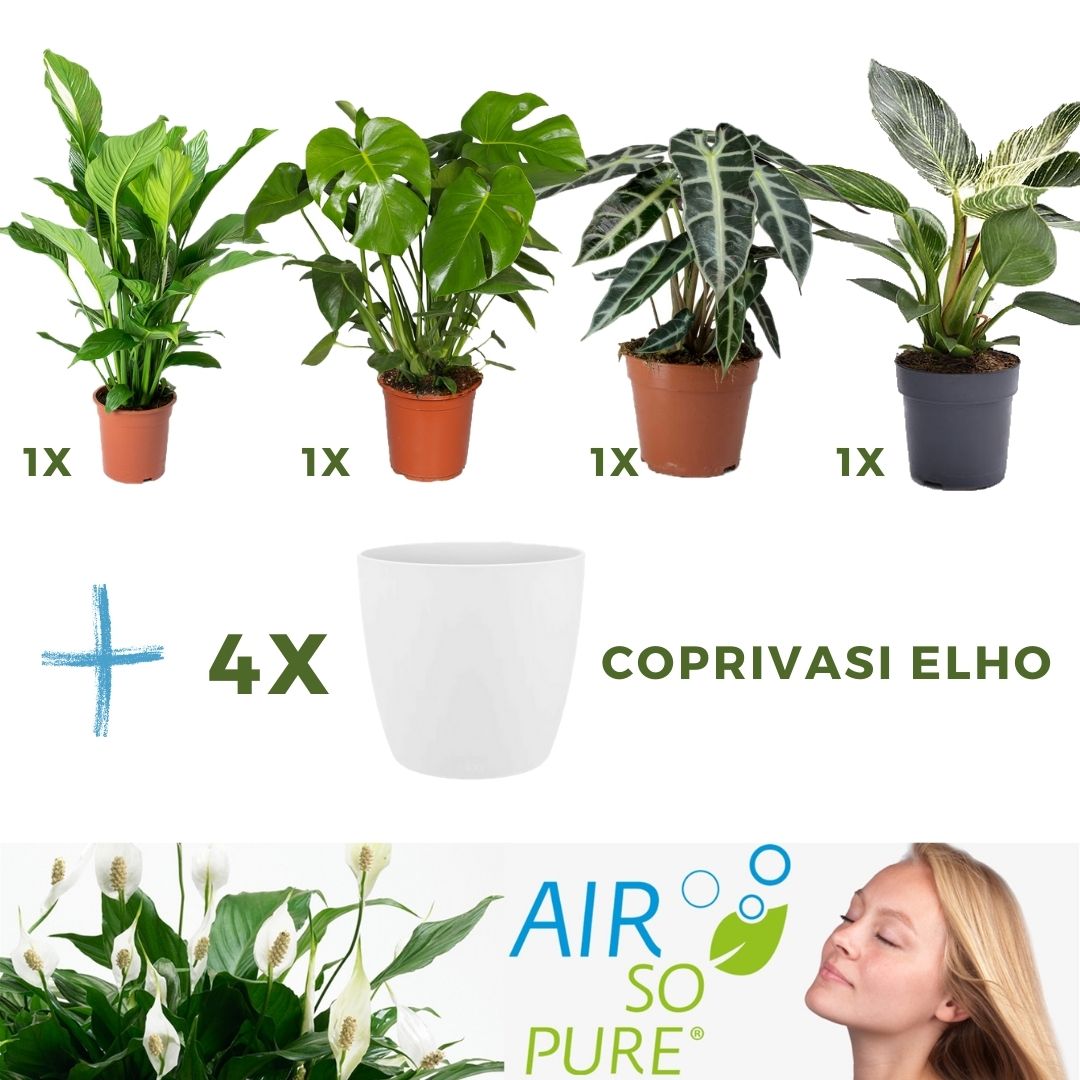 MIX 4 PIANTE PURIFICATRICI DELL'ARIA VASO 14CM + 4 COPRIVASO BIANCO