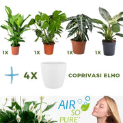 MIX 4 PIANTE PURIFICATRICI DELL'ARIA VASO 14CM + 4 COPRIVASO BIANCO