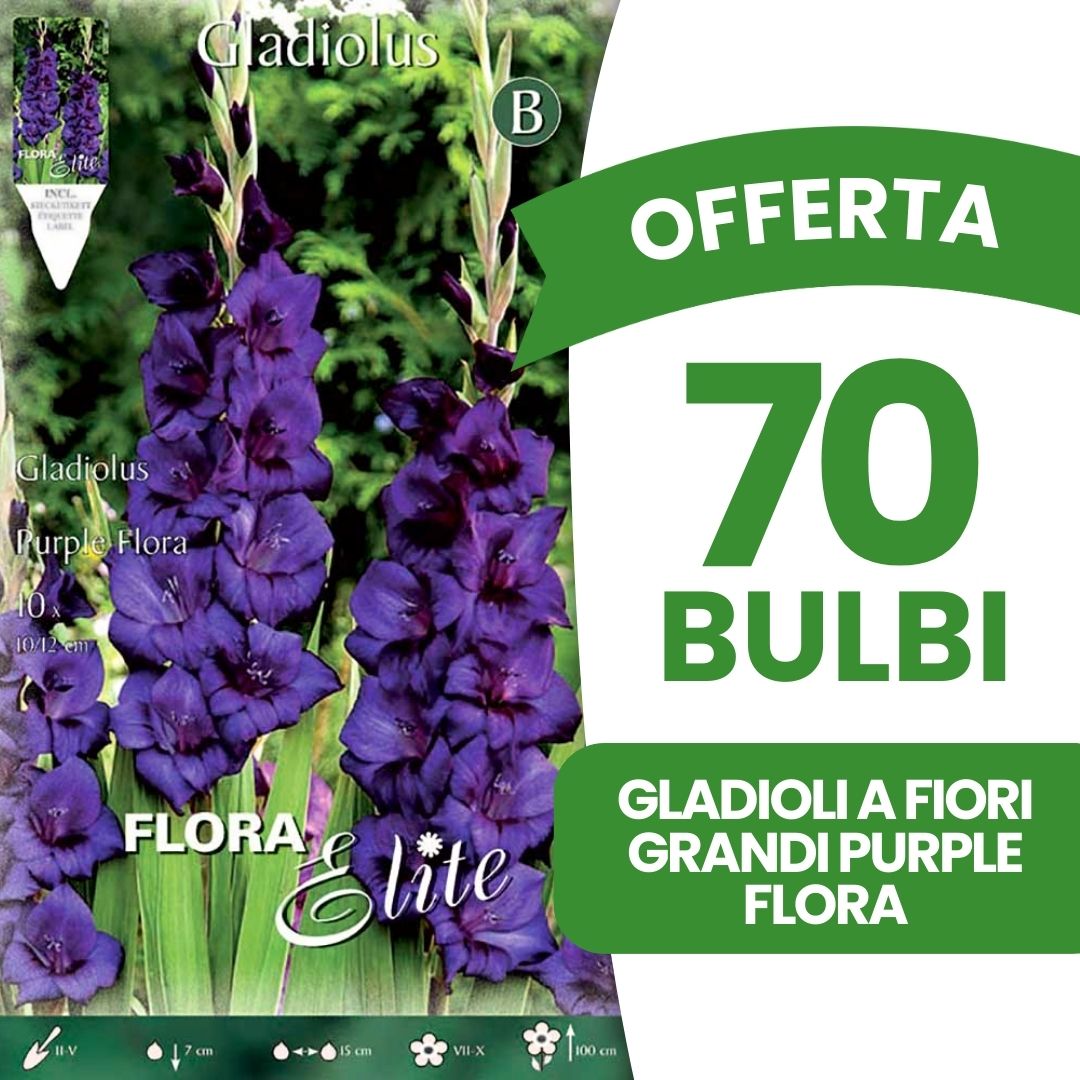 OFFERTA 70 BULBI GLADIOLI A FIORI GRANDI PURPLE FLORA