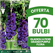 OFFERTA 70 BULBI GLADIOLI A FIORI GRANDI PURPLE FLORA