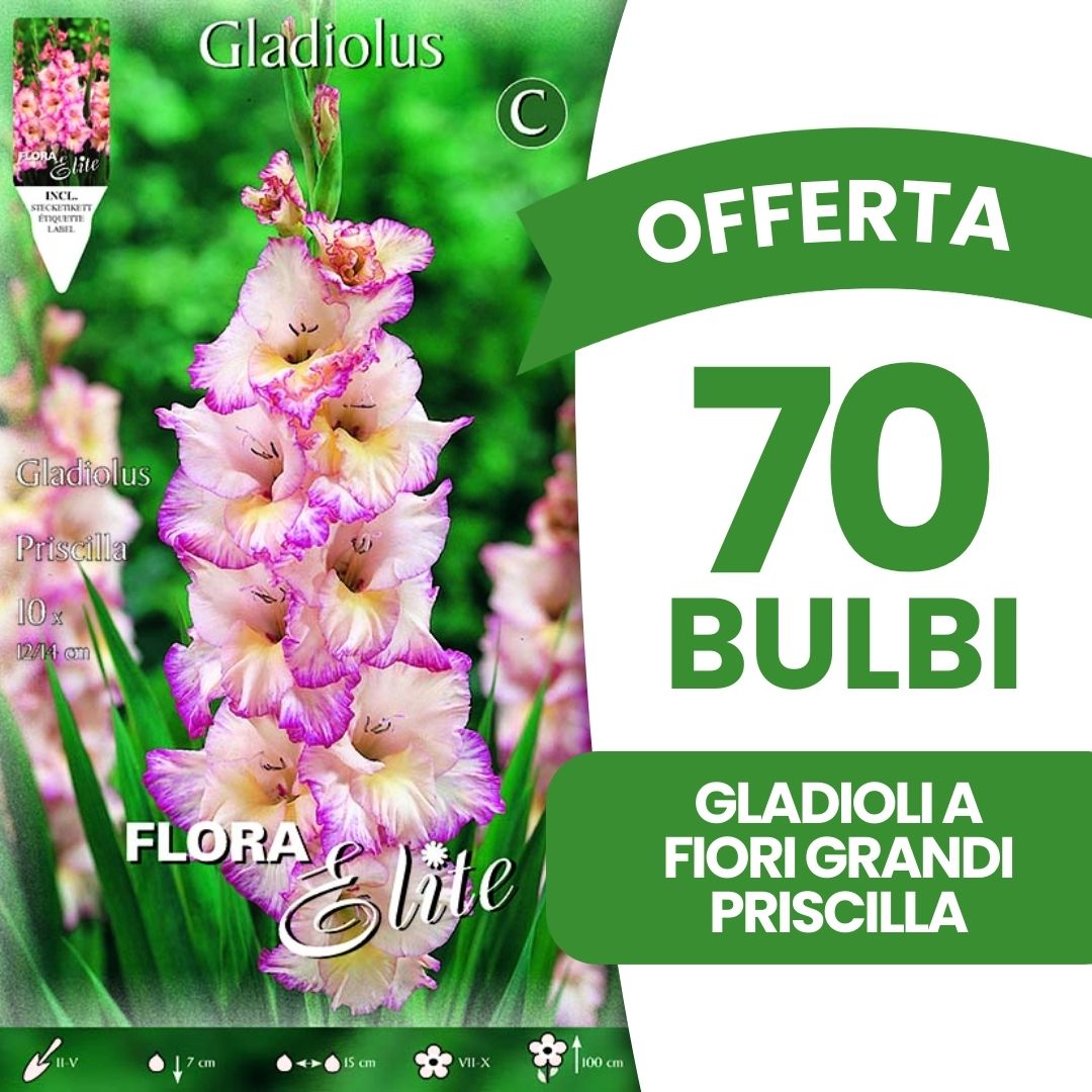 OFFERTA 70 BULBI GLADIOLI A FIORI GRANDI PRISCILLA
