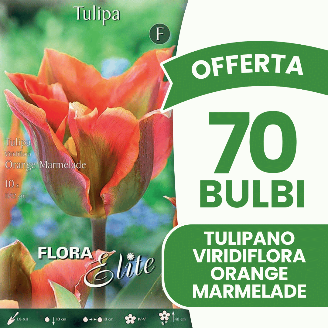 OFFERTA 70 BULBI TULIPANO VIRIDIFLORA ORANGE MARMELADE
