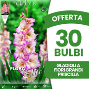 OFFERTA 30 BULBI GLADIOLI A FIORI GRANDI PRISCILLA
