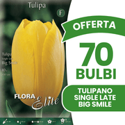 OFFERTA 70 BULBI TULIPANO SINGLE LATE BIG SMILE