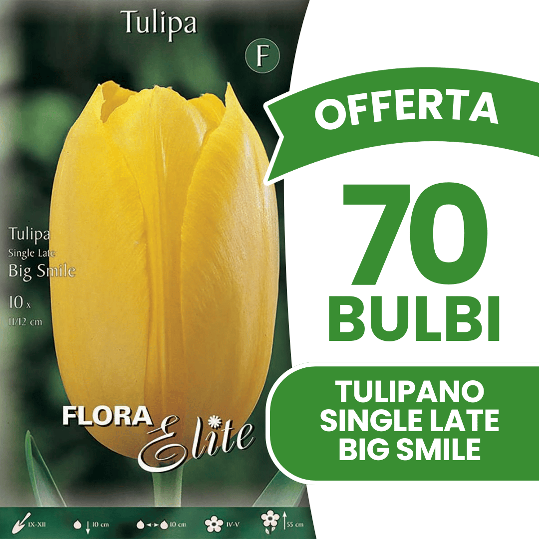 OFFERTA 70 BULBI TULIPANO SINGLE LATE BIG SMILE
