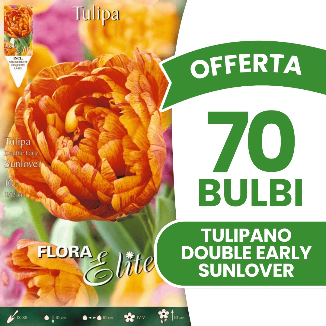 OFFERTA 70 BULBI TULIPANO DOUBLE EARLY SUNLOVER