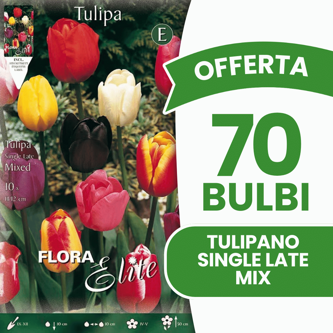 OFFERTA 70 BULBI TULIPANO SINGLE LATE MIX DI COLORI