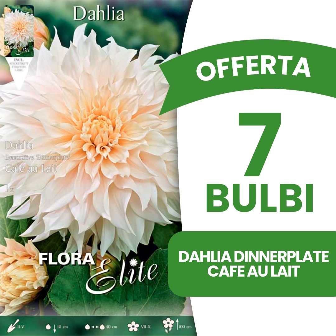 OFFERTA 7 BULBI DAHLIA DINNERPLATE CAFE AU LAIT