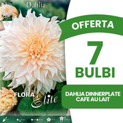 OFFERTA 7 BULBI DAHLIA DINNERPLATE CAFE AU LAIT