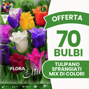OFFERTA 70 BULBI TULIPANO SFRANGIATI MIX DI COLORI