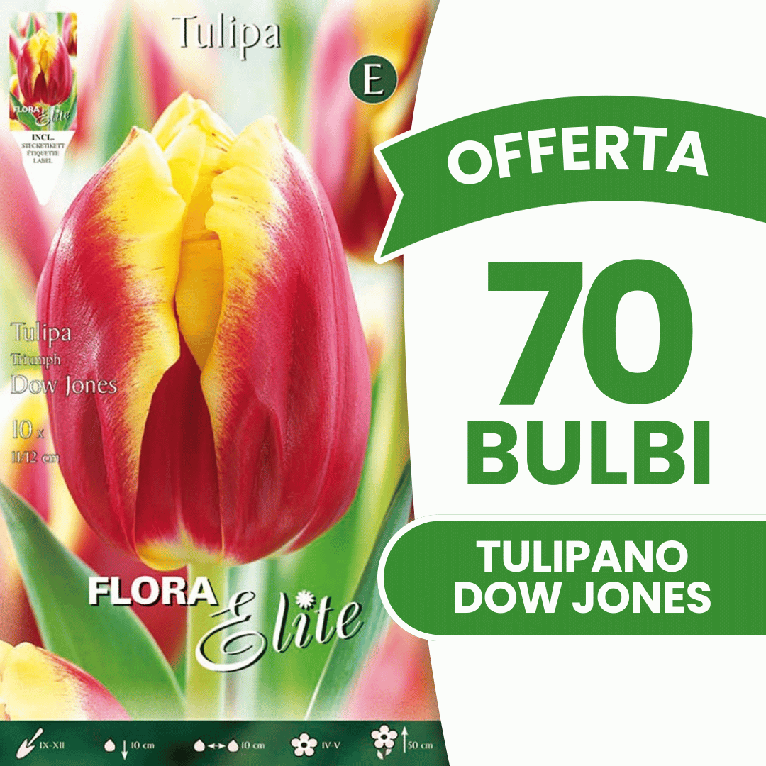OFFERTA 70 BULBI TULIPANO TRIUMPH DOW JONES