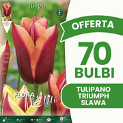 OFFERTA 70 BULBI TULIPANO TRIUMPH SLAWA