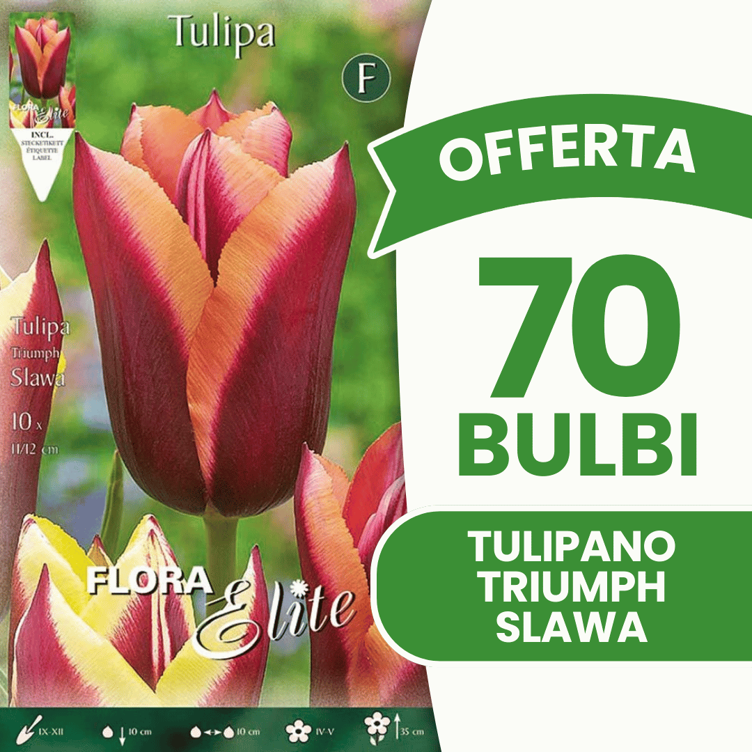 OFFERTA 70 BULBI TULIPANO TRIUMPH SLAWA