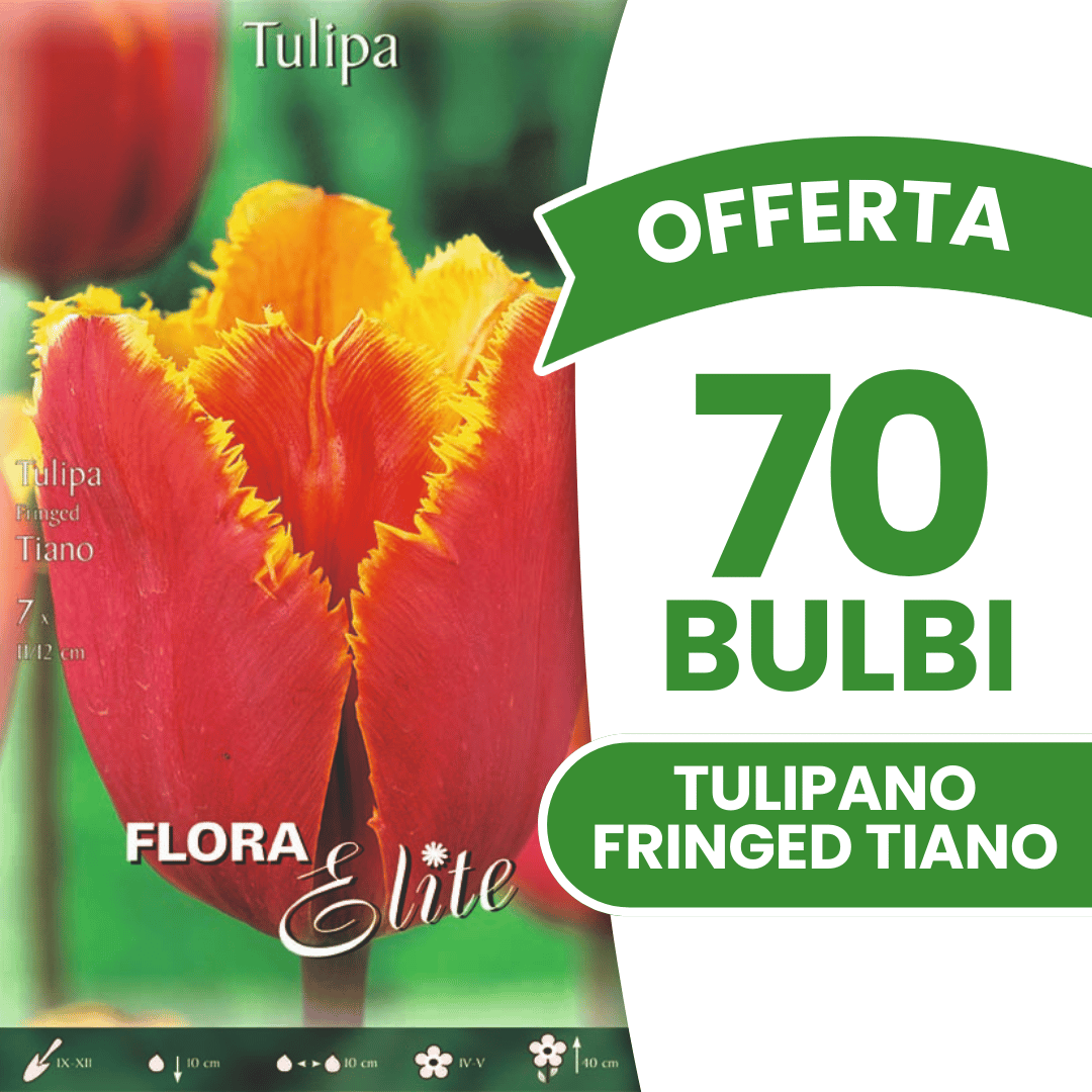 OFFERTA 70 BULBI TULIPANO FRINGED TIANO