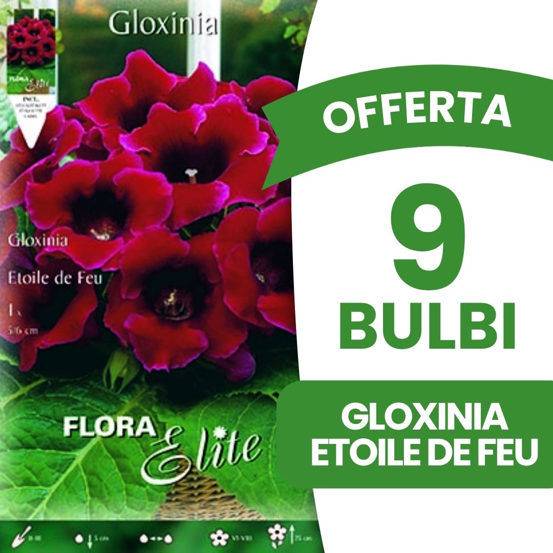 OFFERTA 9 BULBI GLOXINIA ETOILE DE FEU